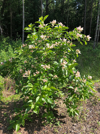 Pinckneya bracteata 'Precocious'