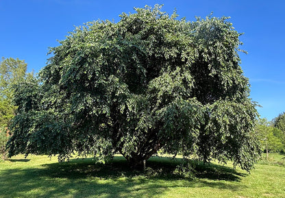 Betula nigra 'Studetec'
