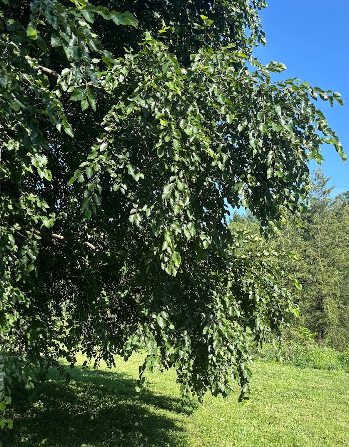 Betula nigra 'Studetec'