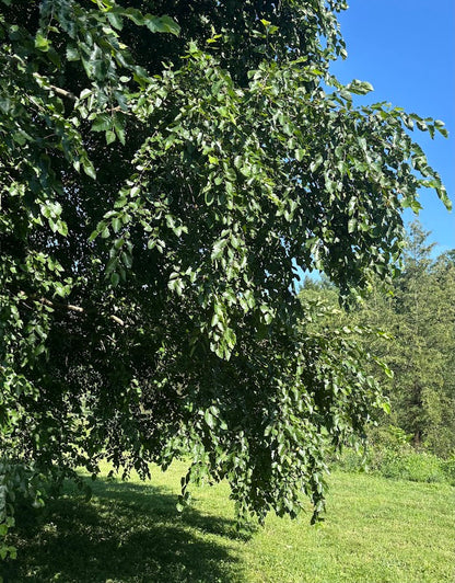 Betula nigra 'Studetec'