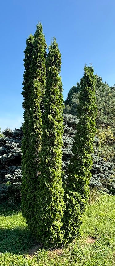 Thuja occidentalis 'Unicorn'