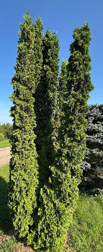 Thuja occidentalis 'Unicorn'