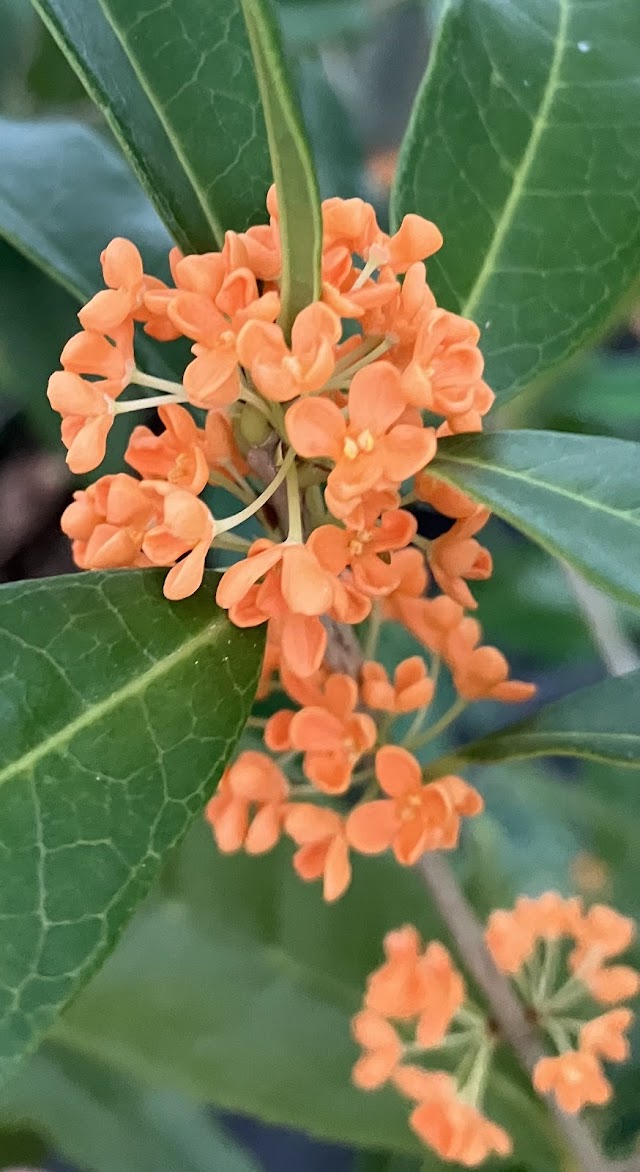Osmanthus fragrans 'Beni Kin Mokusei