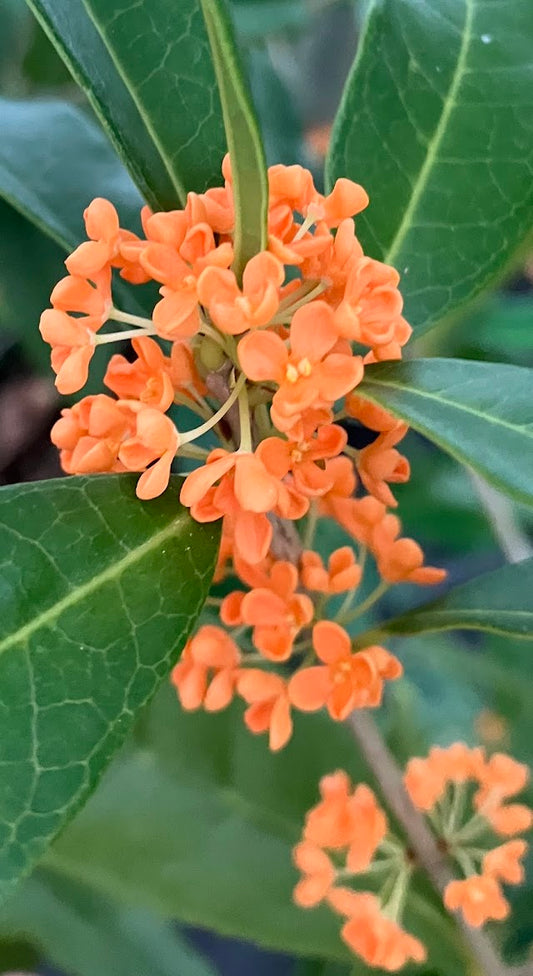 Osmanthus fragrans 'Beni Kin Mokusei