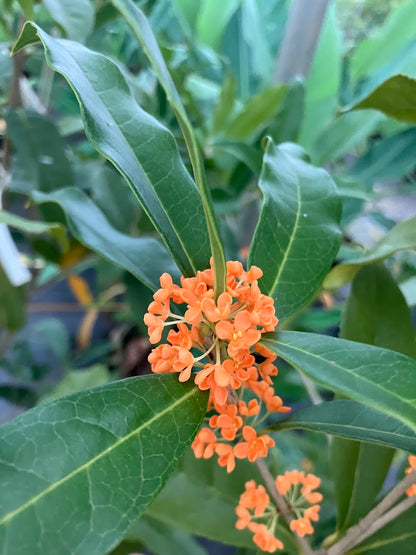 Osmanthus fragrans 'Beni Kin Mokusei