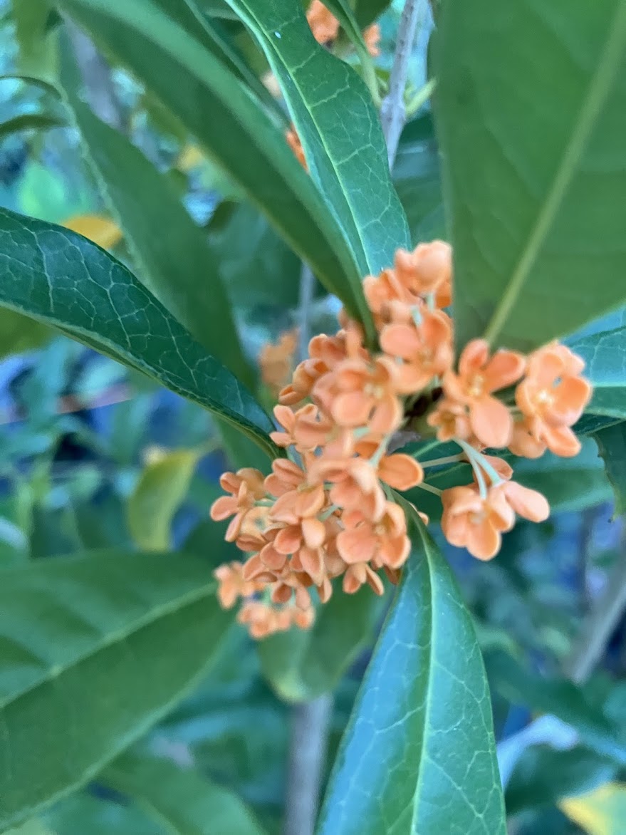 Osmanthus fragrans 'Beni Kin Mokusei
