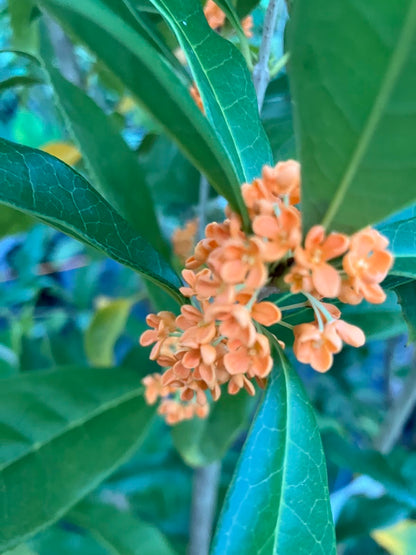 Osmanthus fragrans 'Beni Kin Mokusei