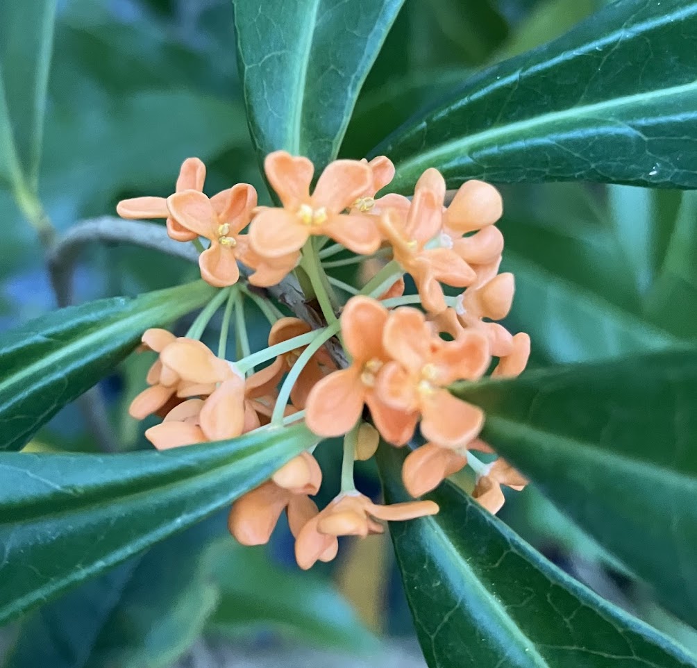 Osmanthus fragrans 'Beni Kin Mokusei