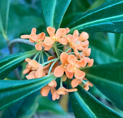 Osmanthus fragrans 'Beni Kin Mokusei