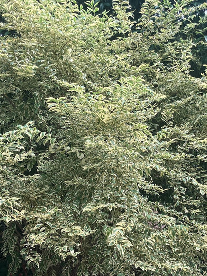 Callicarpa dichotoma 'Duet'