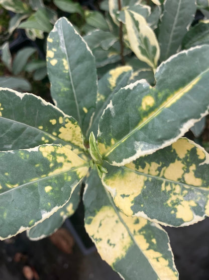 Camellia sinensis 'Fuiri' RARE