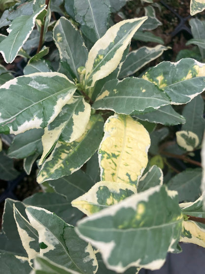 Camellia sinensis 'Fuiri' RARE