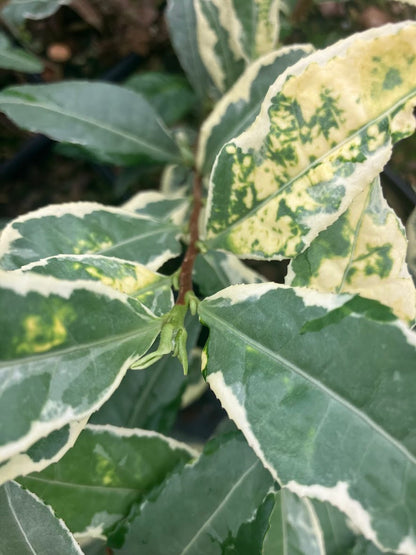 Camellia sinensis 'Fuiri' RARE
