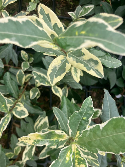 Camellia sinensis 'Fuiri' RARE