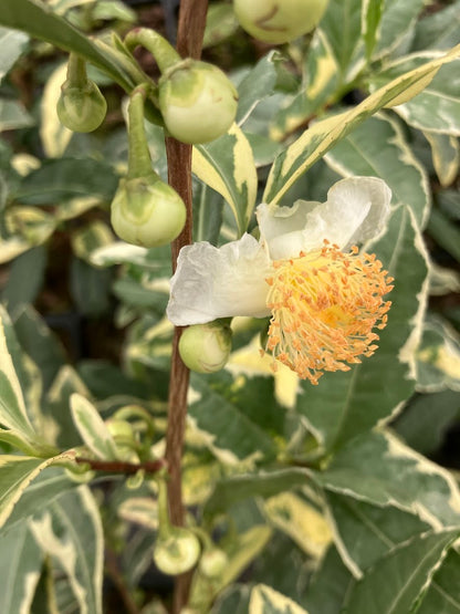 Camellia sinensis 'Fuiri' RARE