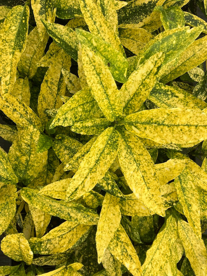Aucuba japonica 'Daisuke's Tiger