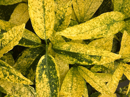Aucuba japonica 'Daisuke's Tiger