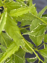 Kerria japonica 'Variegata'