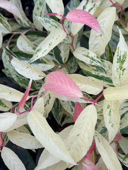Leucothoe axillaris 'Dodd's Variegated'