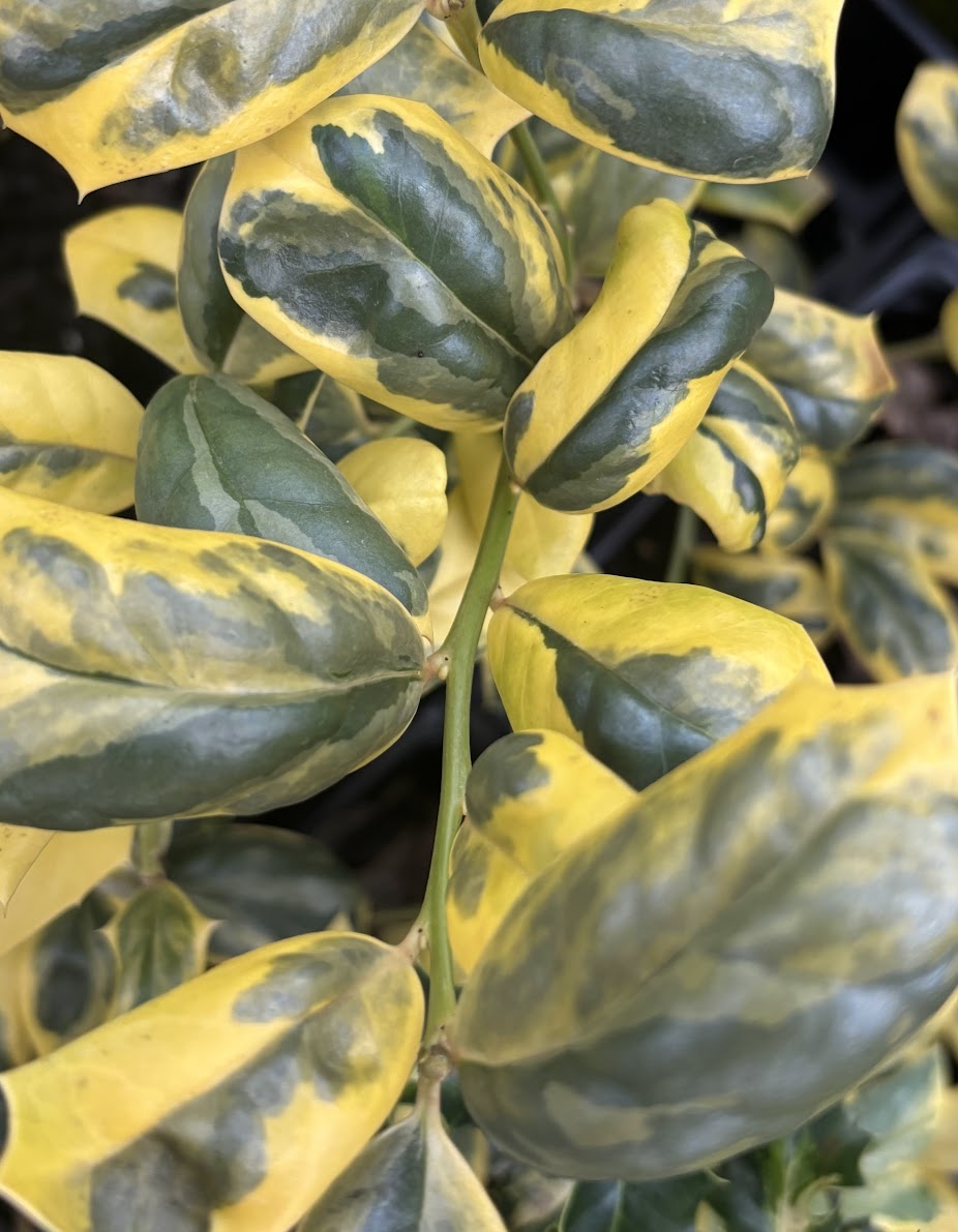 Ilex cornuta 'O'Spring'