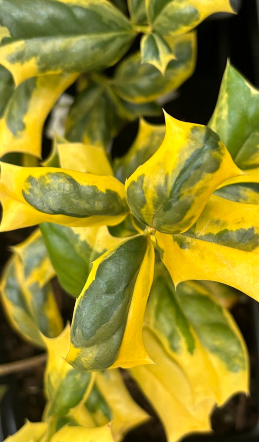 Ilex cornuta 'O'Spring'