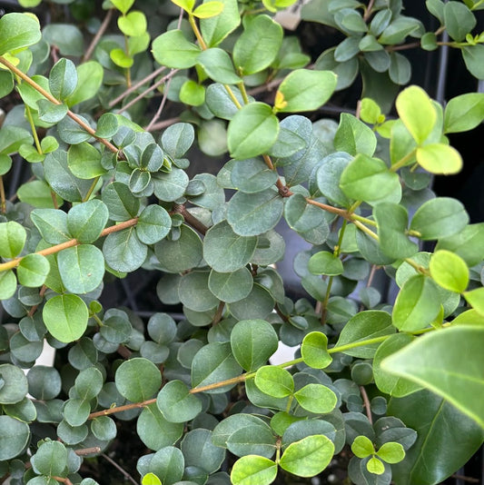Viburnum harryanum