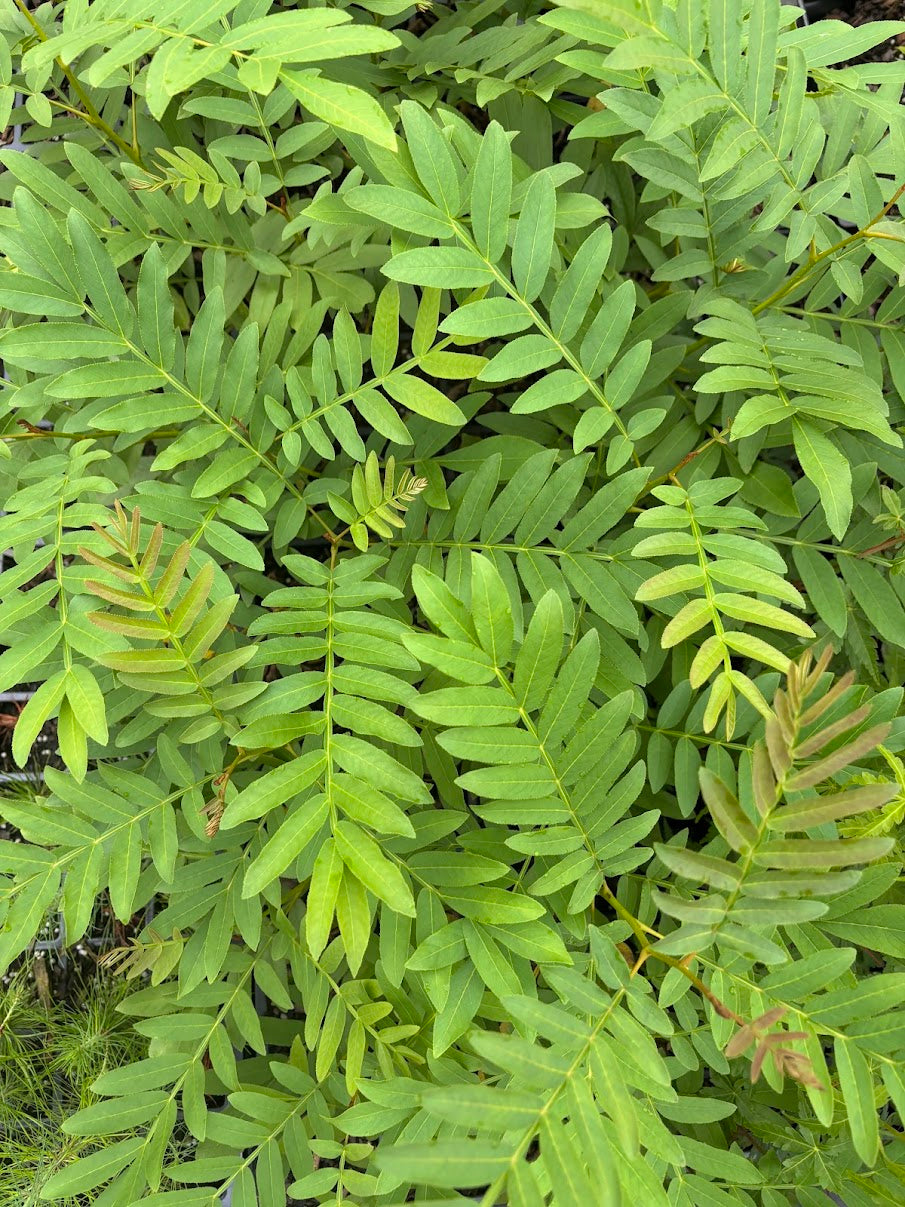 Pterocarya rhoifolia