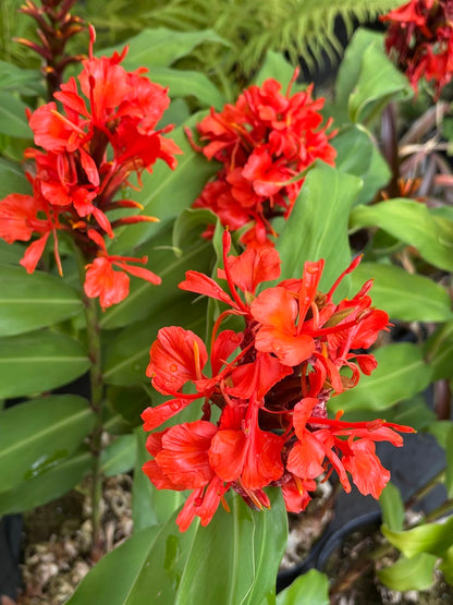 Hedychium deceptum