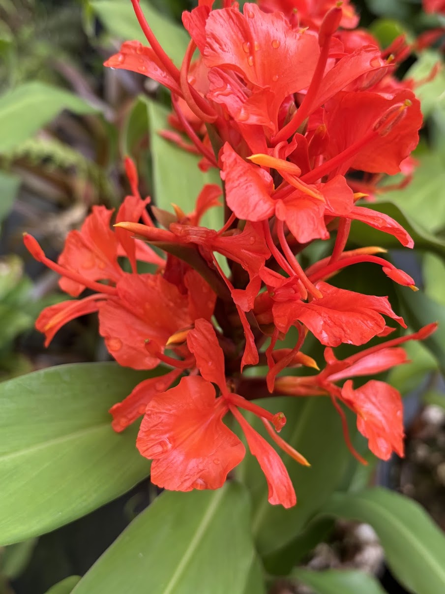Hedychium deceptum