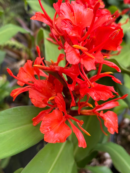 Hedychium deceptum