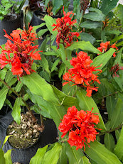 Hedychium deceptum