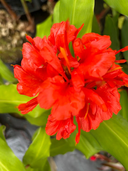Hedychium deceptum