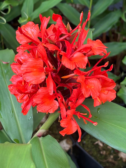 Hedychium deceptum