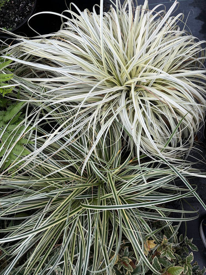 Carex 'Lunar Falls' pp 37205 - RARE!  EXCLUSIVE NEW GARDEN TREASURES RELEASE!!!