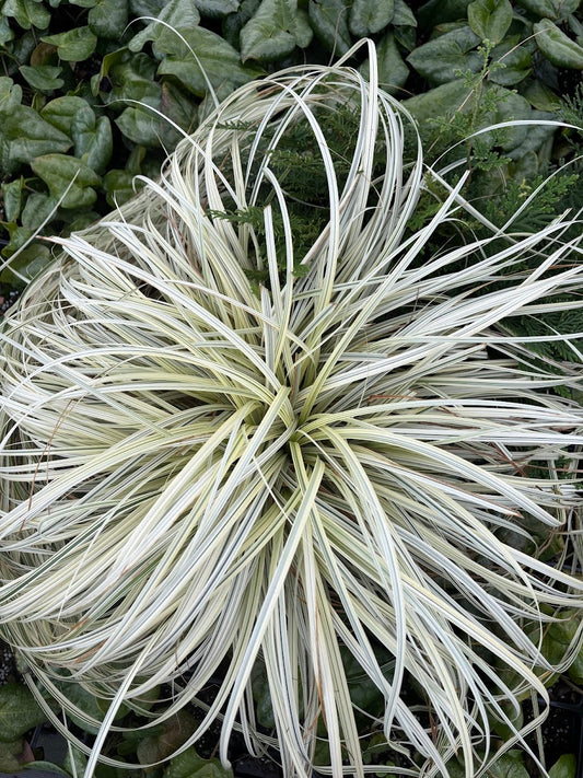 Carex 'Lunar Falls' ppaf - RARE!  EXCLUSIVE NEW GARDEN TREASURES RELEASE!!!