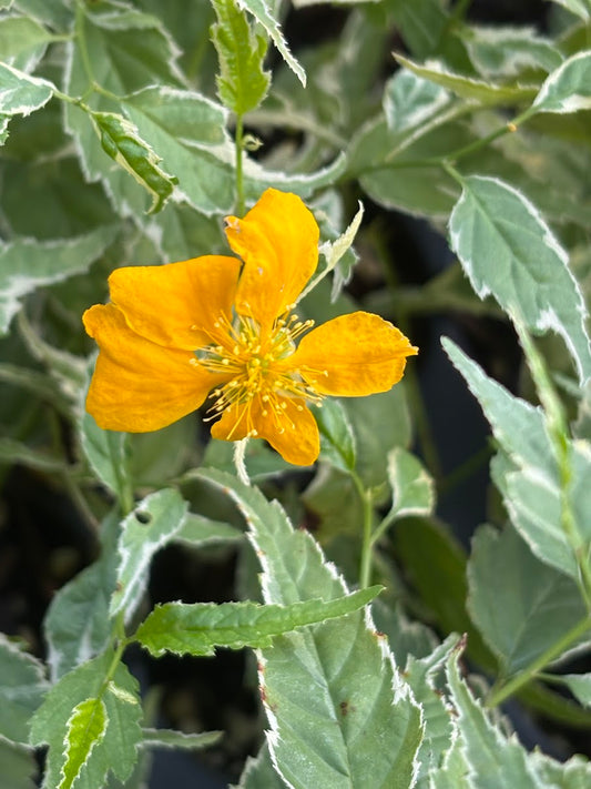 Kerria japonica 'Variegata'