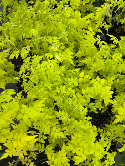 Jasminum officinale 'Fiona Sunrise'