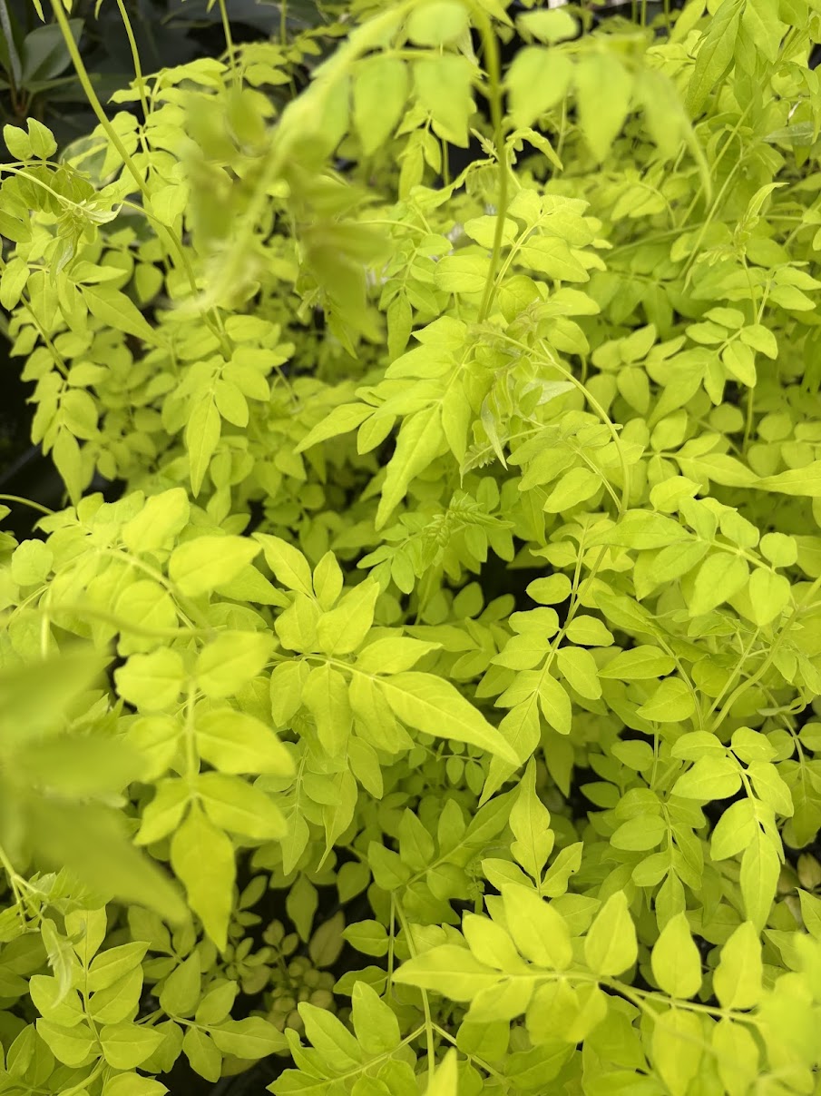 Jasminum mesnyi 'Gold Tip'