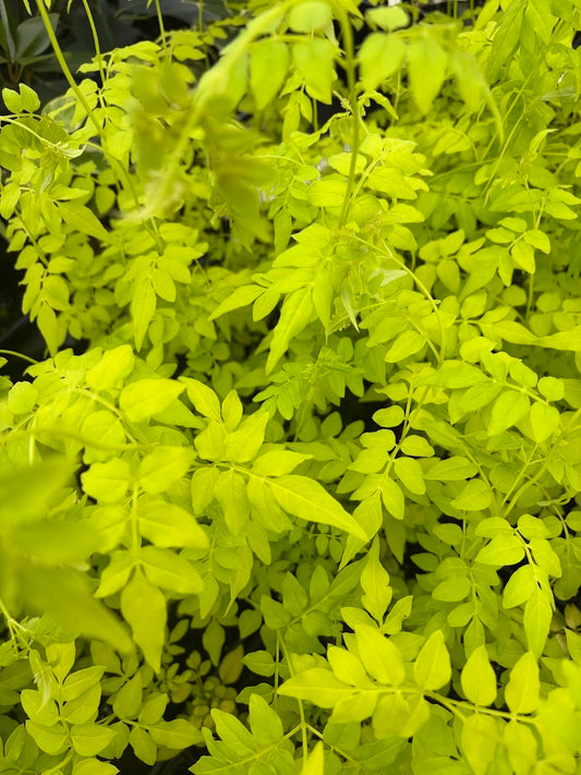 Jasminum mesnyi 'Gold Tip'