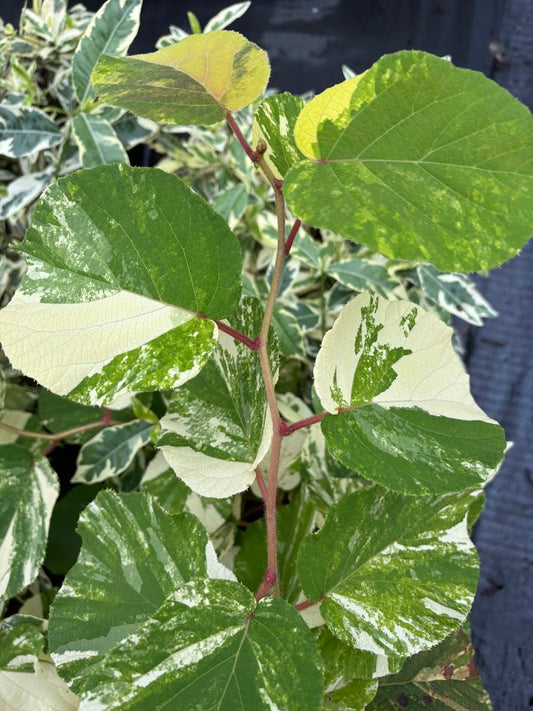 Actinidia chinensis "Variegated" EXTREMELY RARE!!!