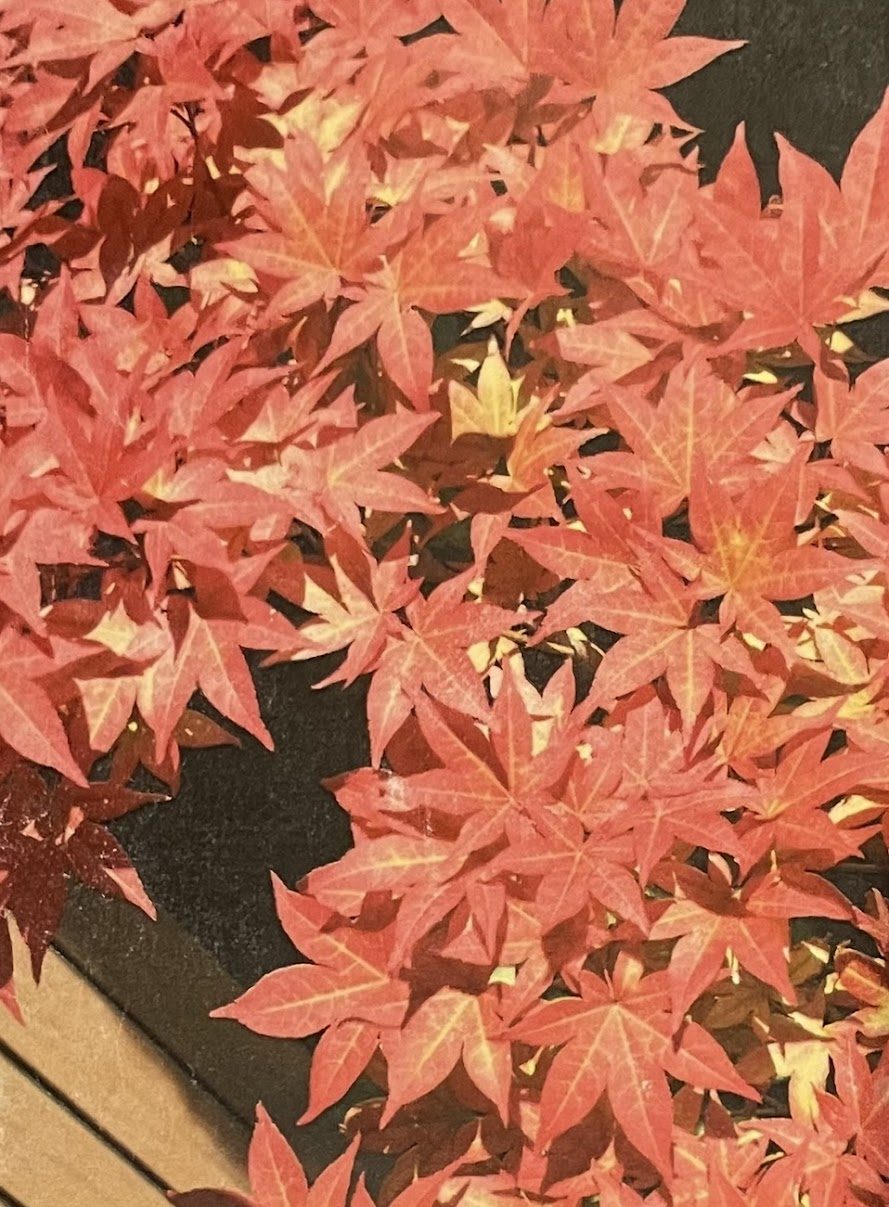 Acer palmatum 'Illinois Sunrise'