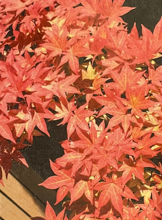 Acer palmatum 'Illinois Sunrise'