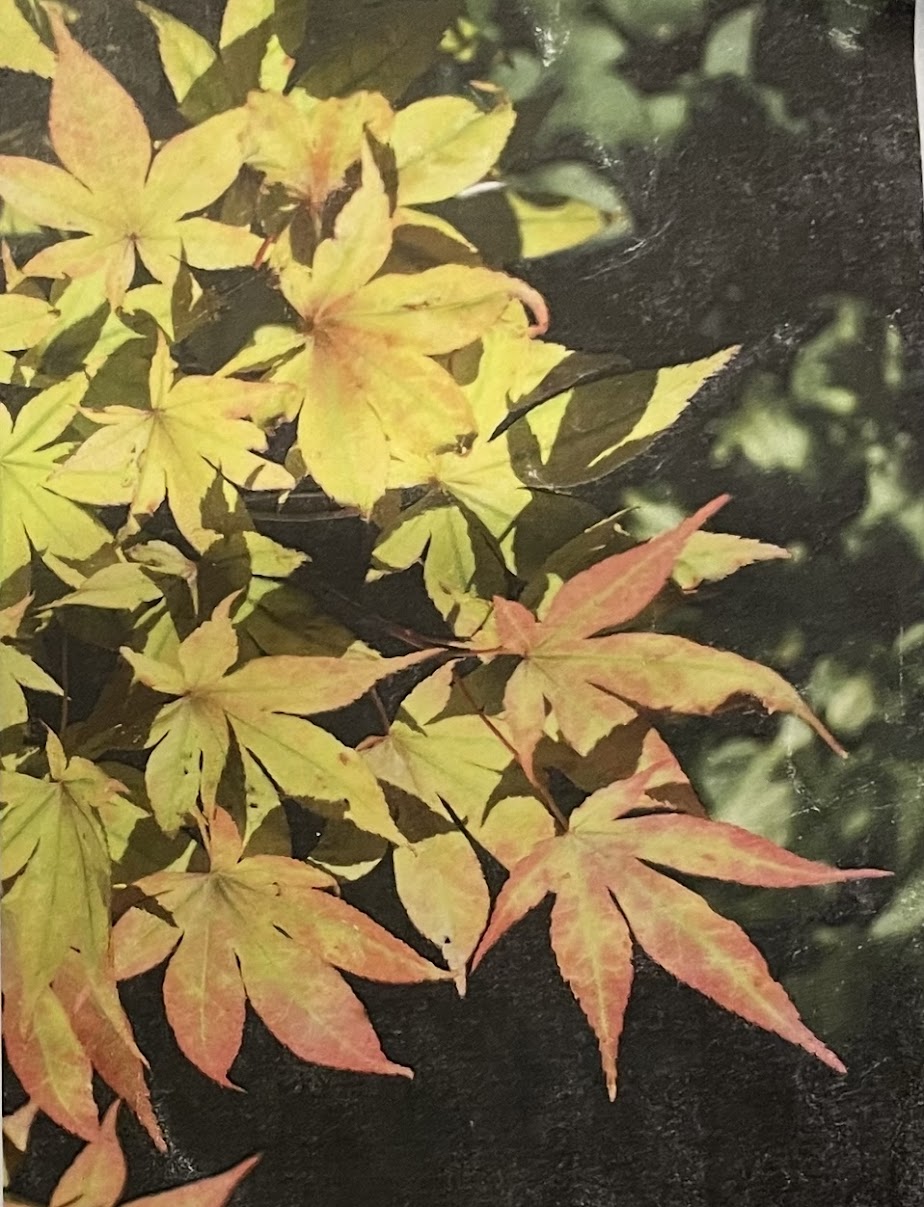 Acer palmatum 'Illinois Sunrise'