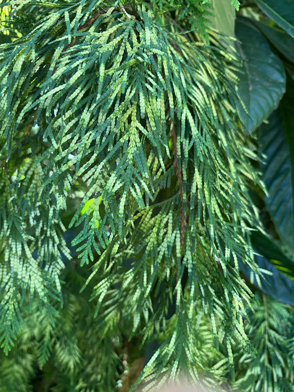 Thuja plicata "Iseli Yellow Seedling" RARE
