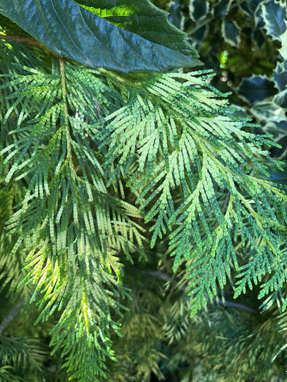 Thuja plicata "Iseli Yellow Seedling" RARE