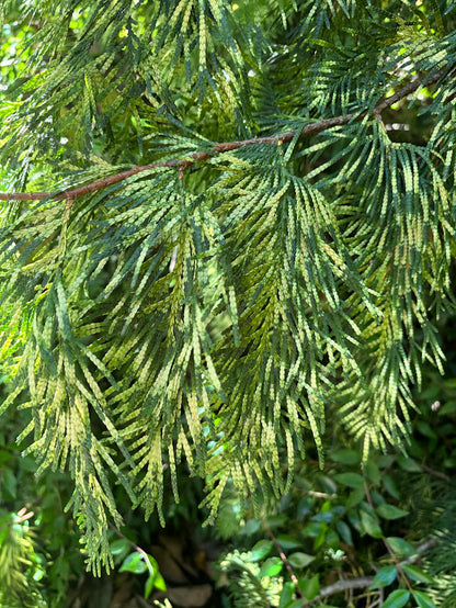 Thuja plicata "Iseli Yellow Seedling" RARE