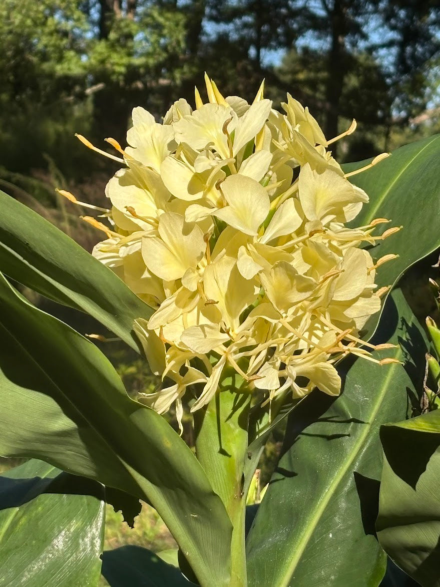 Hedychium gardnerianum