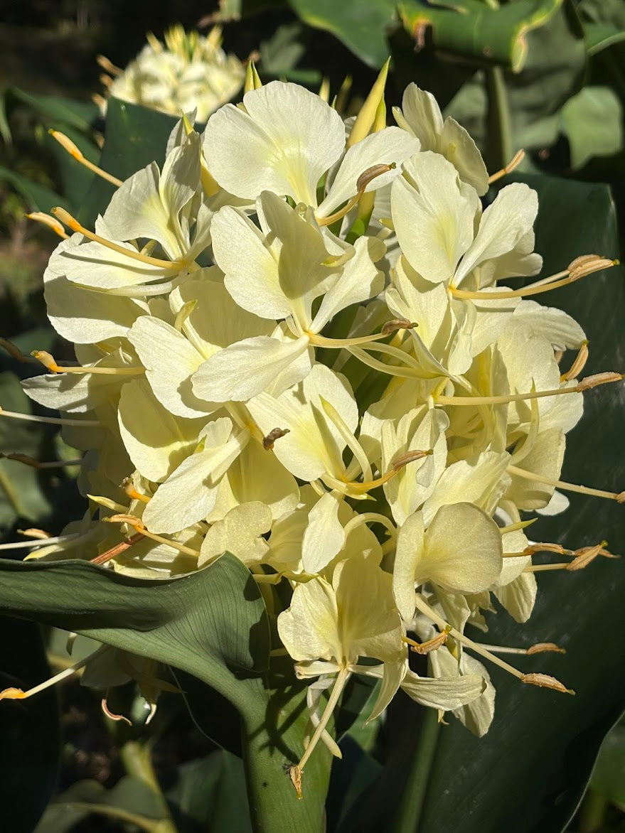 Hedychium gardnerianum