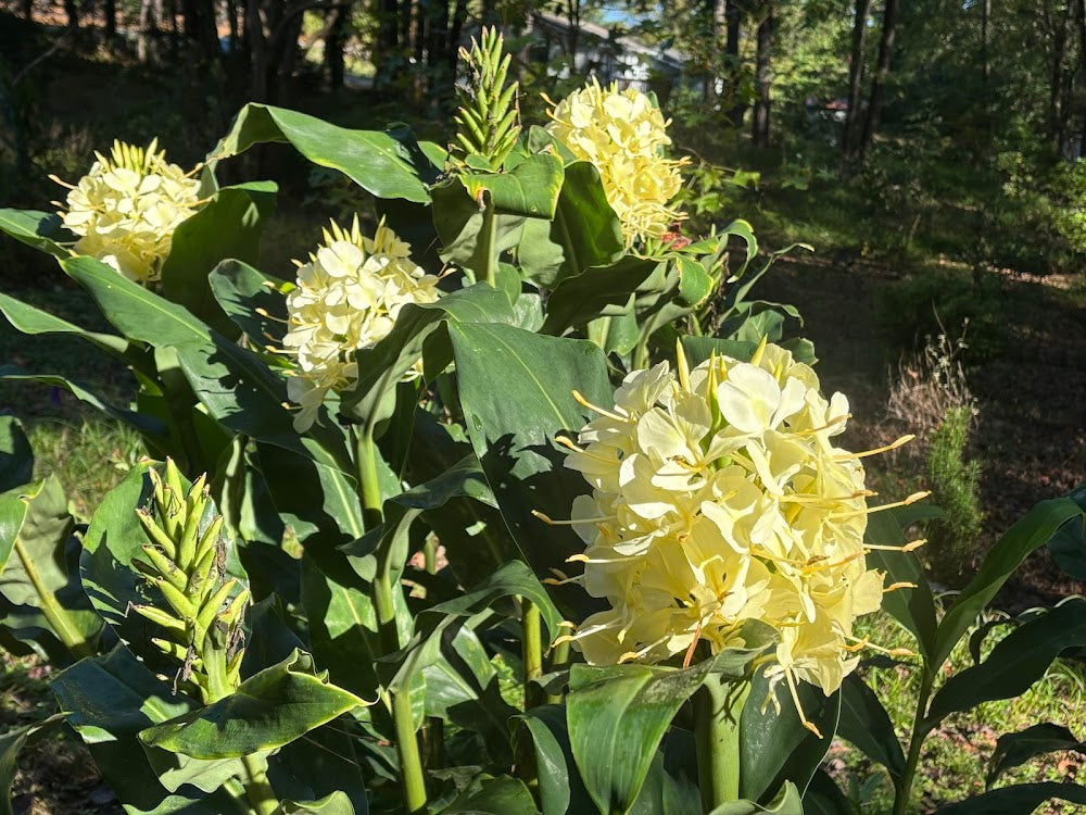 Hedychium gardnerianum