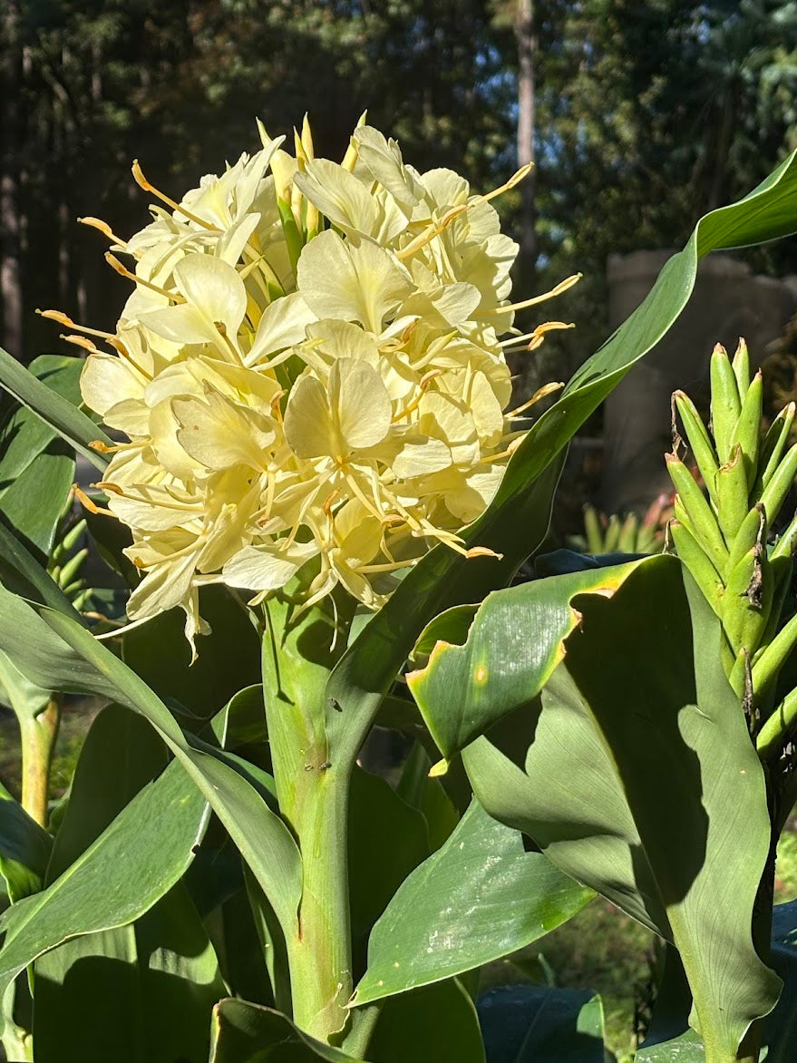 Hedychium gardnerianum